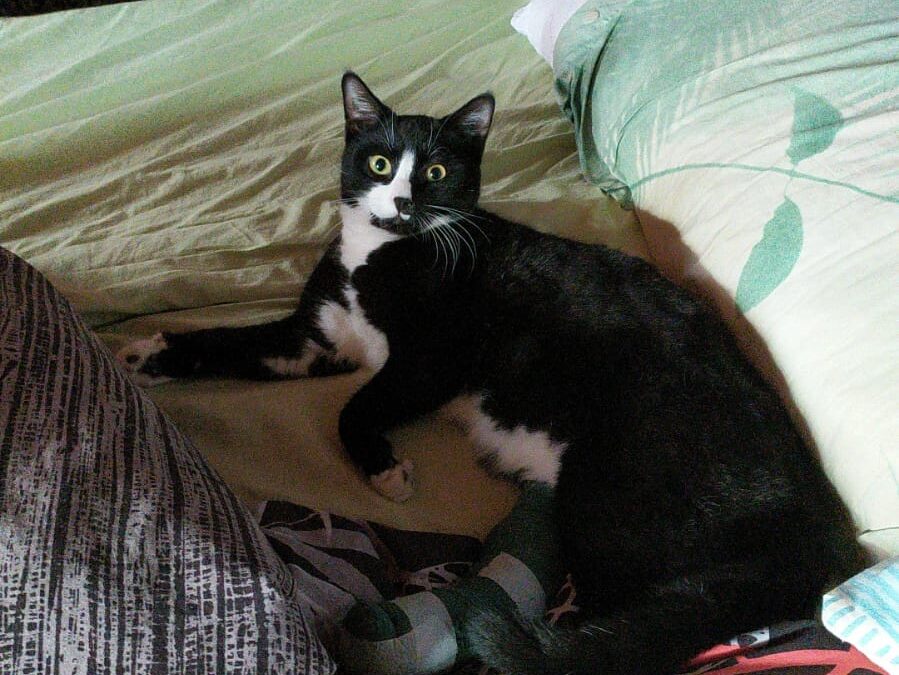 GATTO IMPALLINATO SENZA MOTIVO. LNDC DENUNCIA E CERCA IL COLPEVOLE