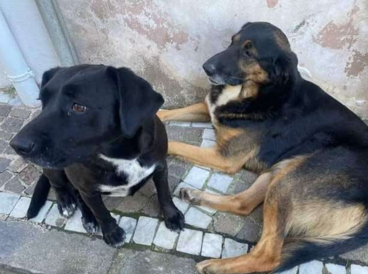 I CANI MIGUEL E SOFIA UCCISI A FUCILATE NEL SANNIO. LNDC DENUNCIA E DICE: “BASTA OMERTÀ”