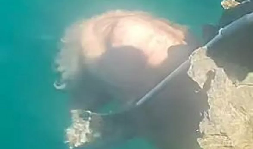 CANE CON ZAMPE LEGATE GETTATO IN MARE. LNDC DENUNCIA E CHIEDE L’ESAME NECROSCOPICO