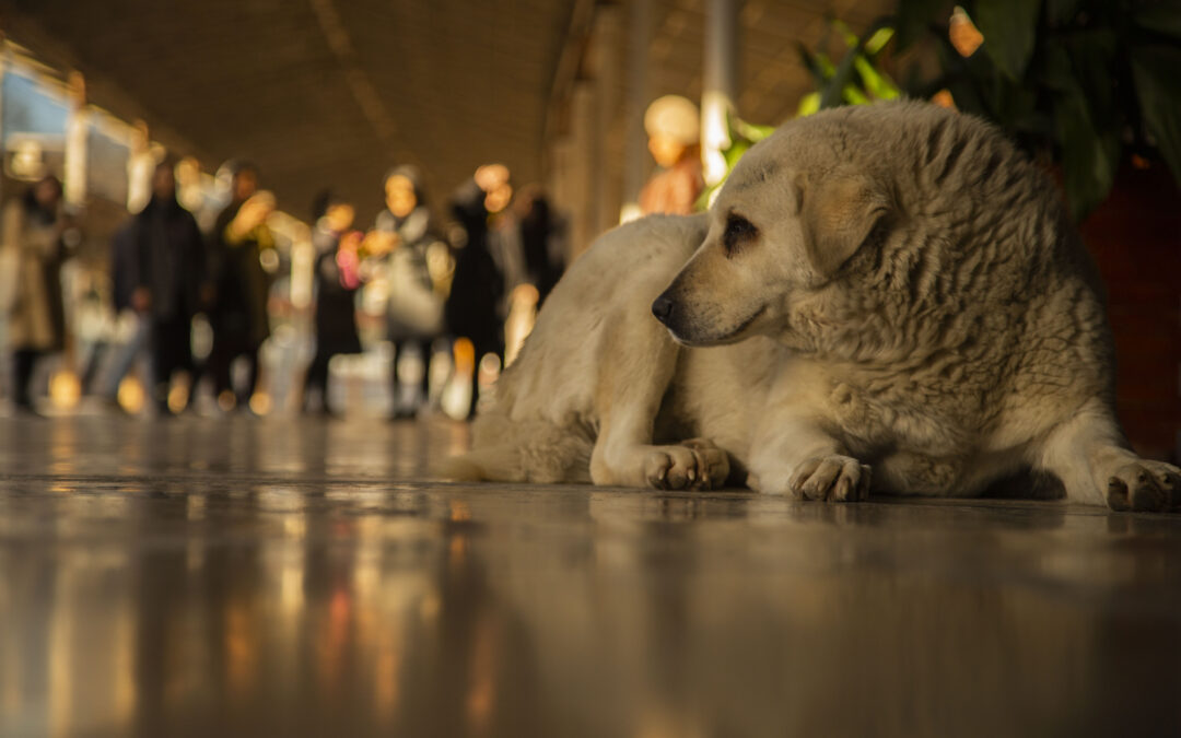 LNDC ancora in difesa dei randagi in Turchia