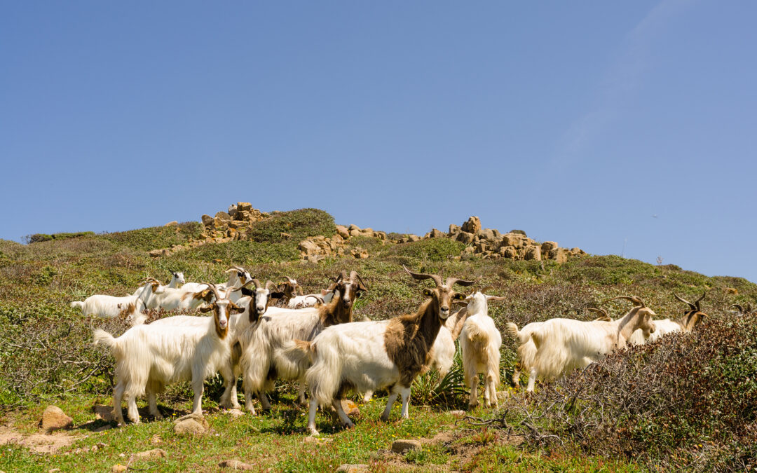 Capre morte impigliate in reti abusive ad Alicudi