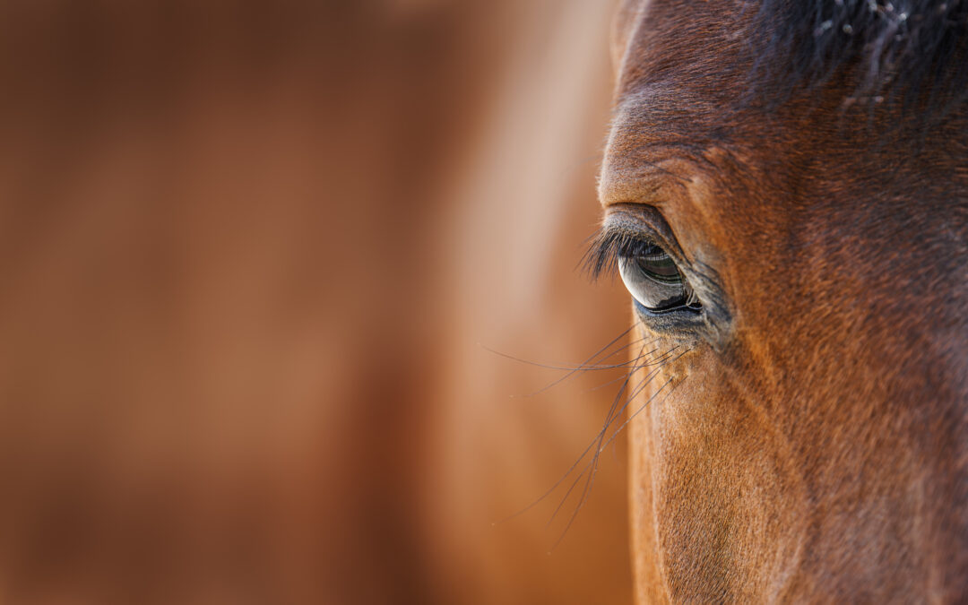 LNDC, Progetto Islander e IHP cercano di salvare una cavalla di Sant’Eufemia a Maiella