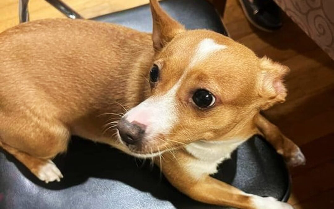 LNDC vuole giustizia per Guendalina, uccisa a Vigevano