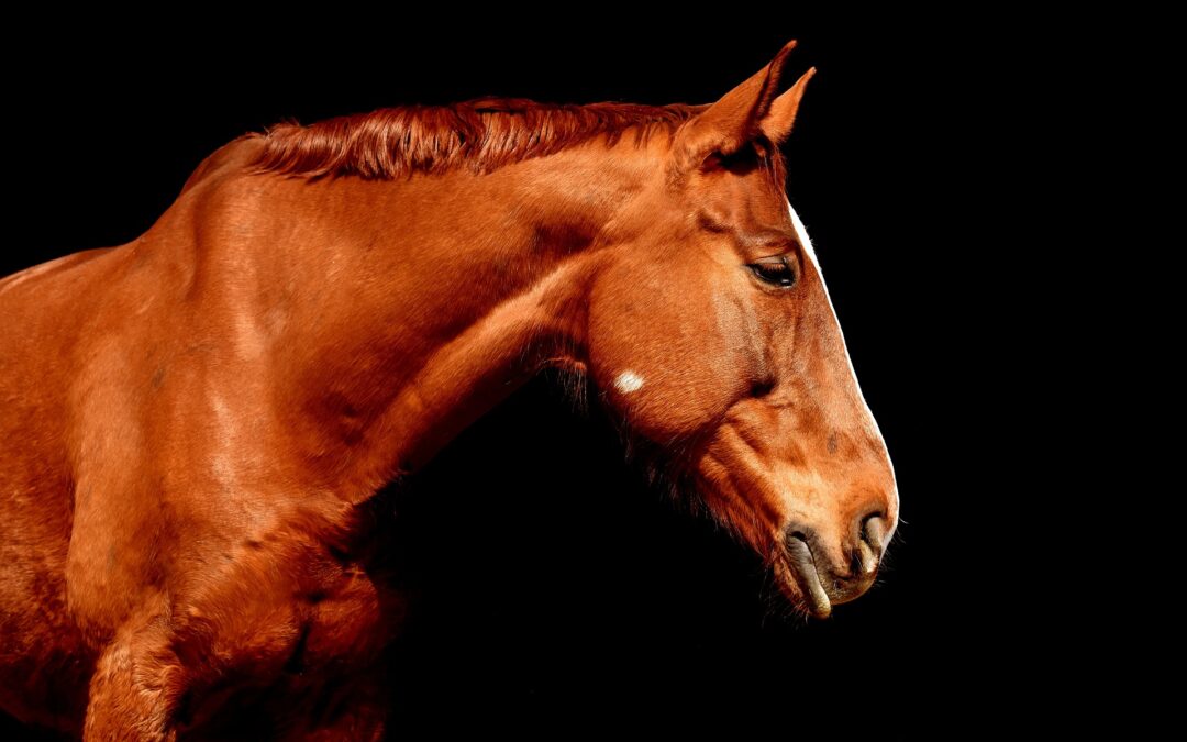 La cavalla di Sant’Eufemia non ce l’ha fatta. LNDC, PI e IHP denunciano i responsabili