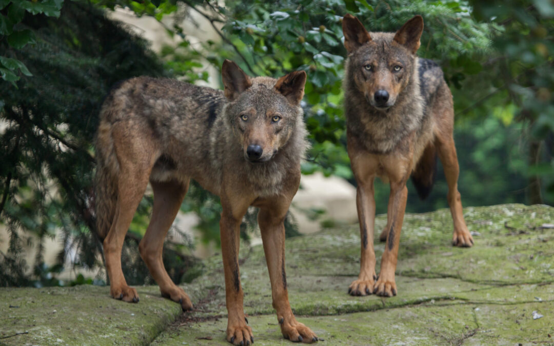 LNDC in difesa dei lupi della Val Venosta