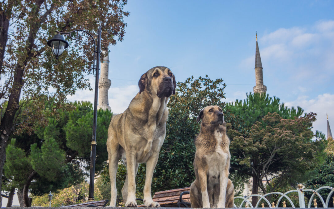 LNDC scrive nuovamente all’ambasciatore turco