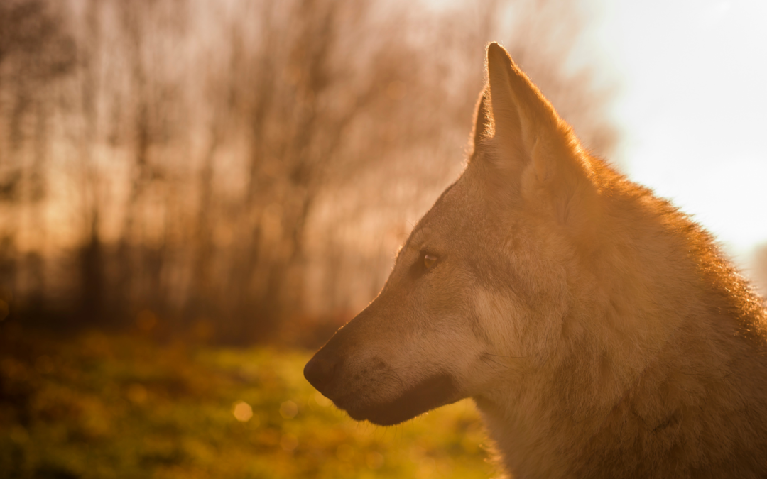 Rozzano: lupo cecoslovacco picchiato e chiuso nel terrazzino, scatta la denuncia di LNDC Animal Protection
