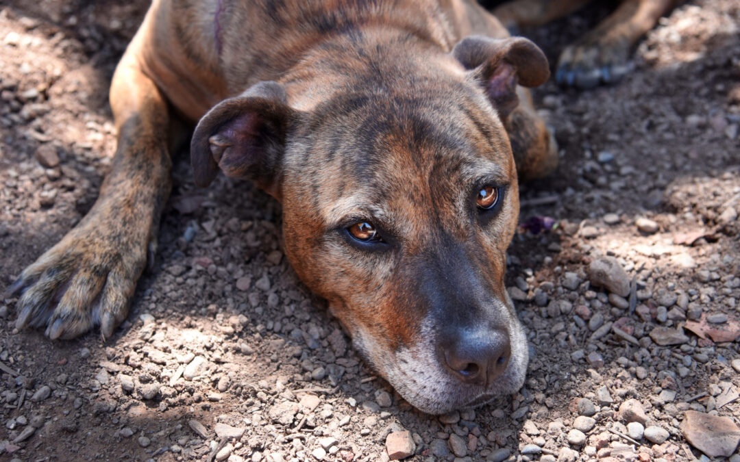 PITBULL UCCISO A COLTELLATE. PARTE LA DENUNCIA E L’APPELLO DI LNDC
