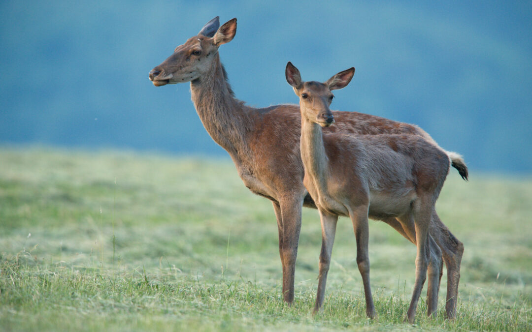 LNDC E RETE DEI SANTUARI UNITE CONTRO LA MATTANZA DEI CERVI IN ABRUZZO