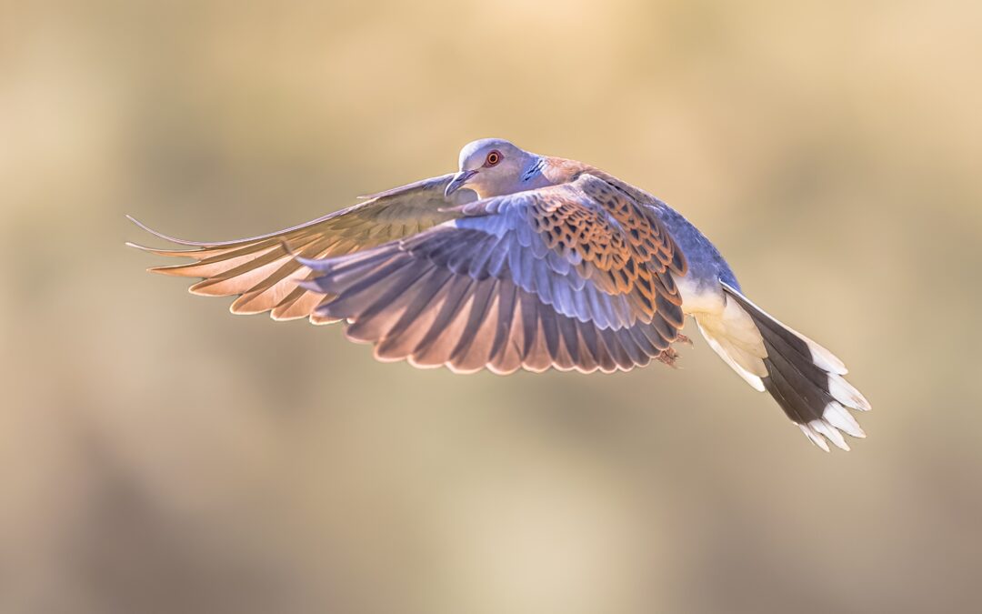 IL TAR VENETO SOSPENDE LA CACCIA ALLA TORTORA L’1 E IL 2 SETTEMBRE IN SEGUITO AL RICORSO DI LNDC
