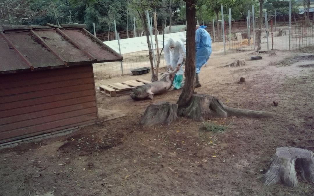 LNDC al presidio davanti alla Regione Lombardia per i maiali di Cuori Liberi