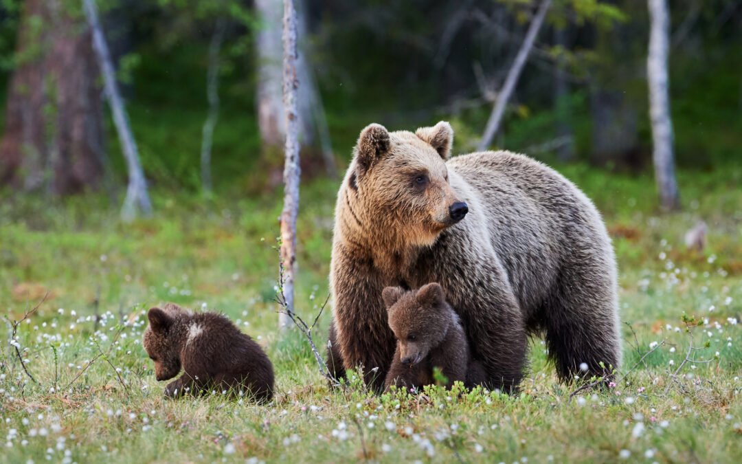 PAT condannata a pagare le spese legali per il ricorso su KJ1