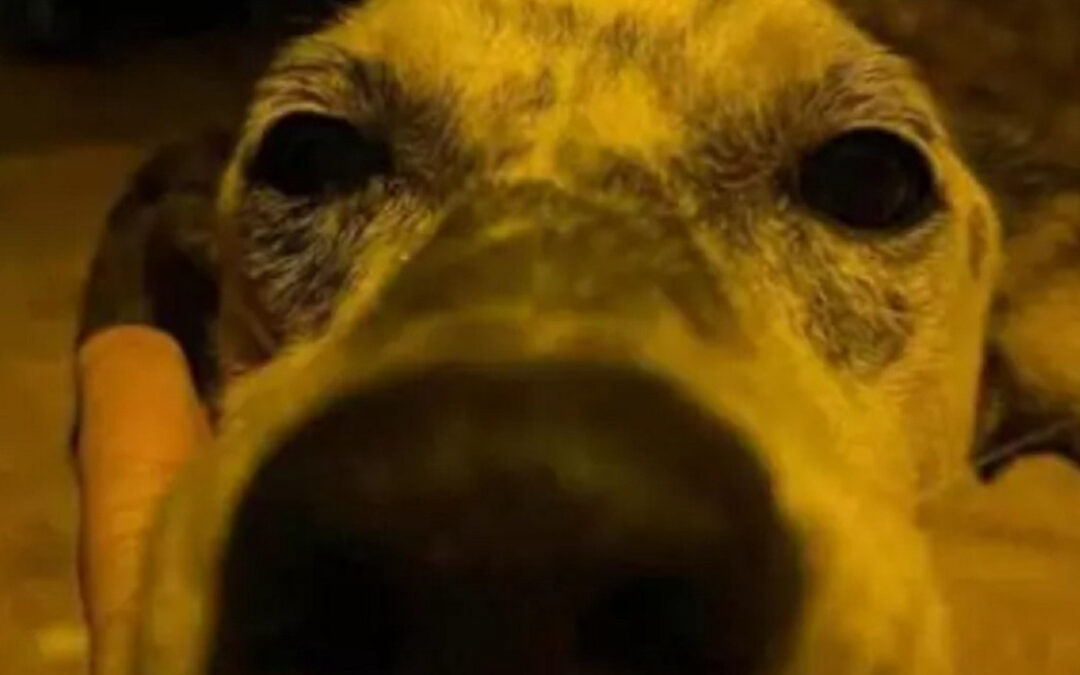 LNDC sporge denuncia per l’uccisione di Alex nel sassarese