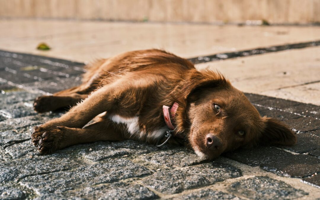 Cagnoline maltrattate a Bologna. LNDC denuncia e chiede tutele