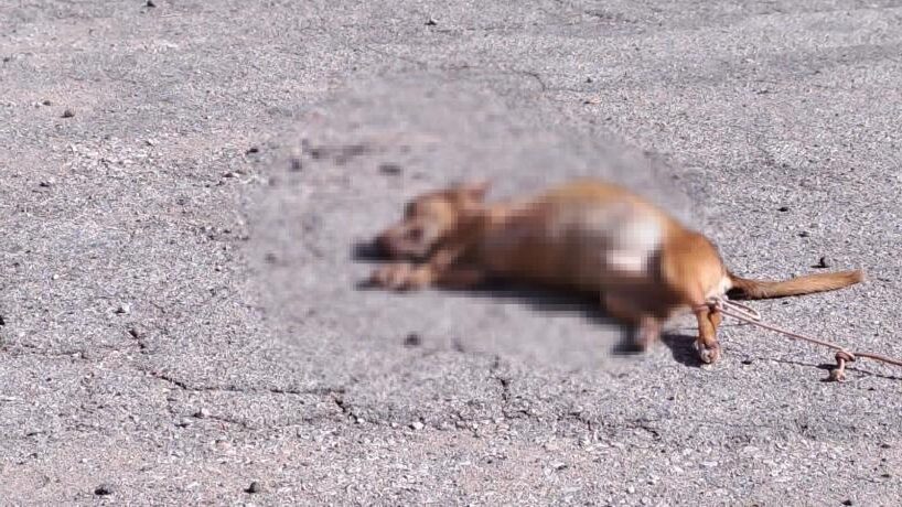 Orrore a Taurisano (LE). LNDC vuole che venga fatta luce sugli autori