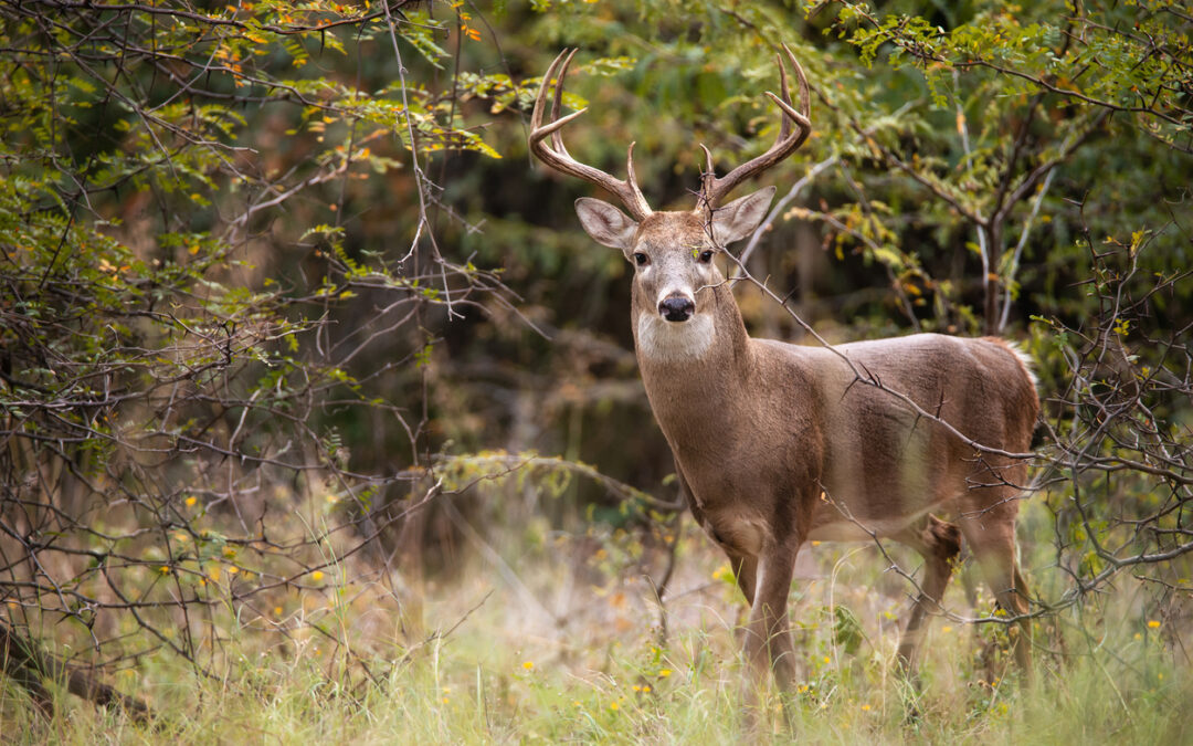 I cervi in Abruzzo hanno le ore contate. LNDC e Rete dei Santuari continuano a lottare