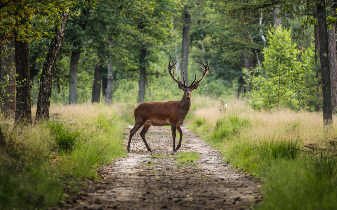 Cervi in Abruzzo – LNDC, LAV e WWF fanno ricorso al TAR per fermare la strage