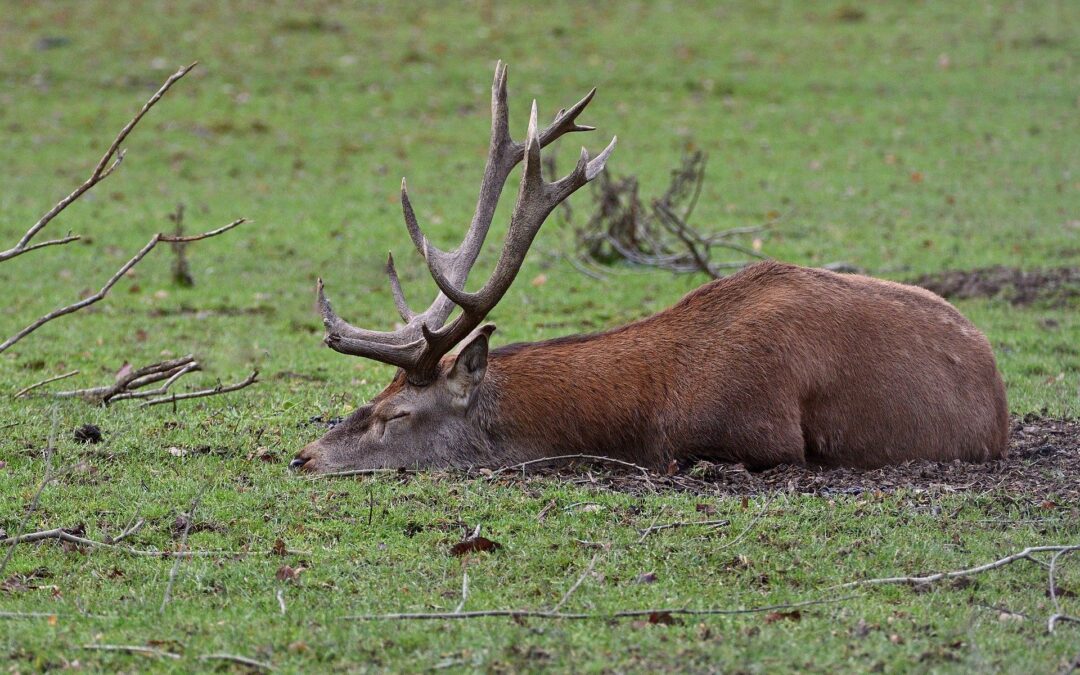 LNDC denuncia l’uso di un cervo morto per avvelenare altri animali in Val Seriana