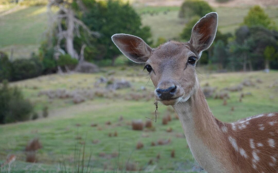 LNDC denuncia bracconieri che hanno ferito un daino e ucciso un’aquila in Sardegna