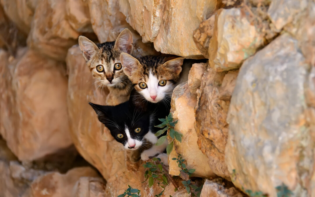 Salvi i gattini intrappolati a Miglianico. Plauso di LNDC