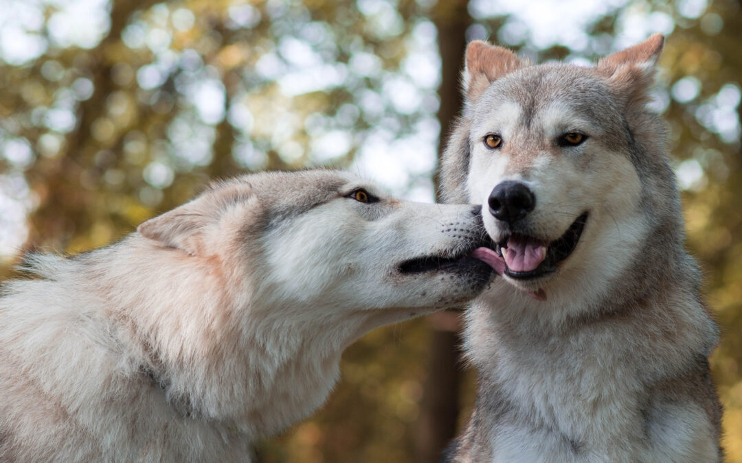 Lupi in Val Venosta. Il TAR sospende l’uccisione grazie a LNDC