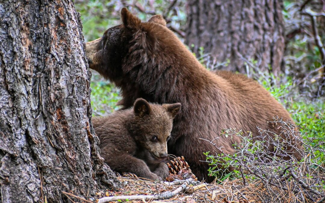 LNDC chiede i danni alla Provincia di Trento per l’uccisione dell’orsa KJ1