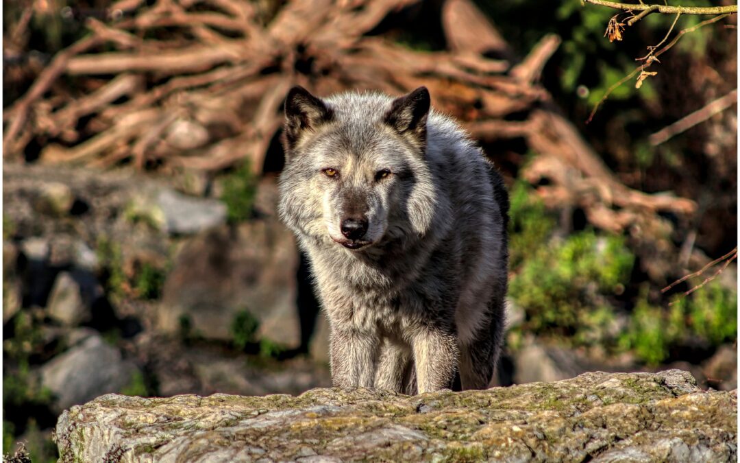 LNDC contro la decisione del Coreper di ridurre lo status di protezione del lupo