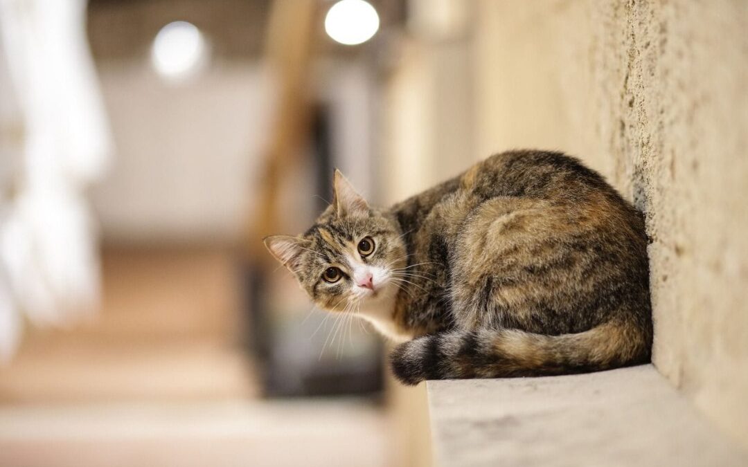 Gattina brutalmente uccisa a Gravina in Puglia. LNDC Animal Protection denuncia e offre supporto alle persone che la accudivano