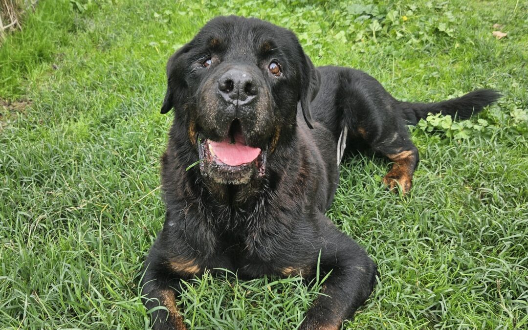 Aiutiamo Oslo a trovare una famiglia per essere amato