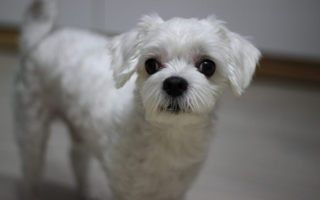 Allevamento abusivo a Caserta – LNDC denuncia e invita ad adottare e non comprare