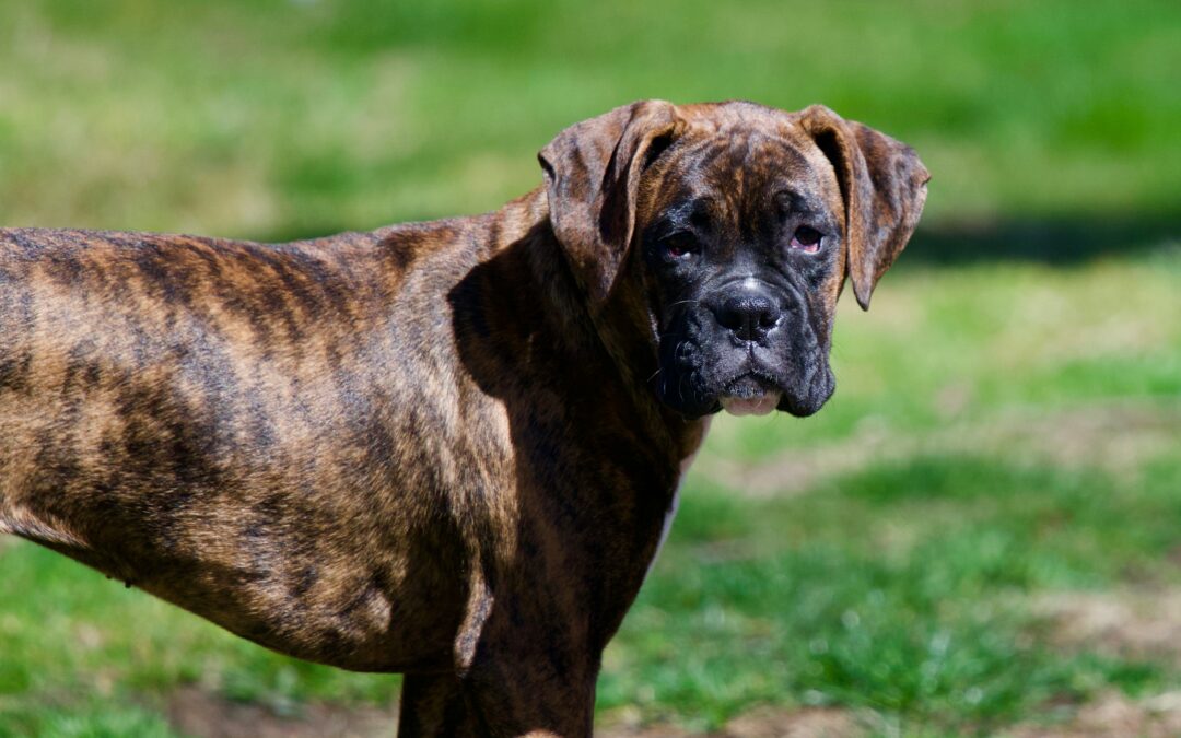 Arturo ucciso a Massa – LNDC al fianco dei suoi familiari