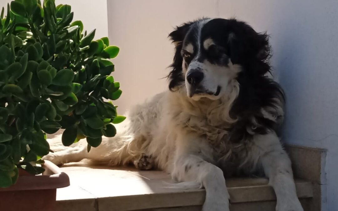 LNDC denuncia l’uccisione del cane Ettore e chiede giustizia: “Un atto barbaro che non può restare impunito”