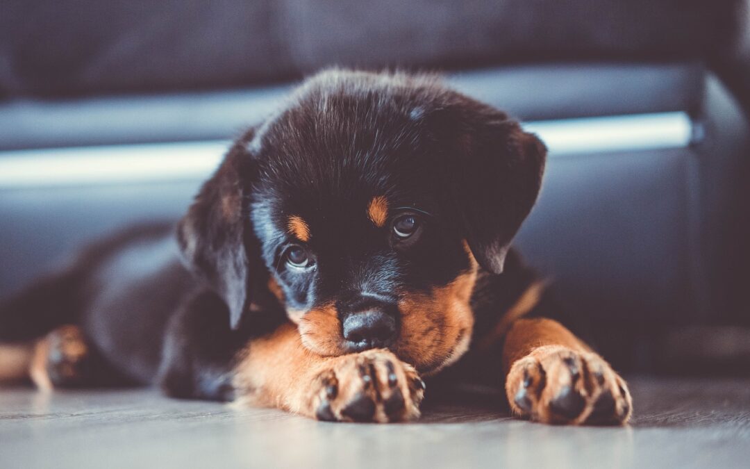 Cucciolo maltrattato a Bologna – LNDC denuncia e ringrazia la Polizia