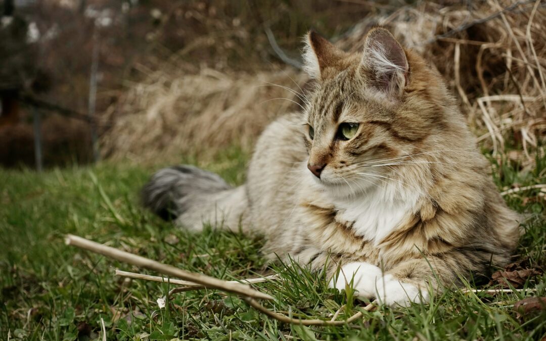 LNDC denuncia l’uccisione del gatto Boh a Verolengo