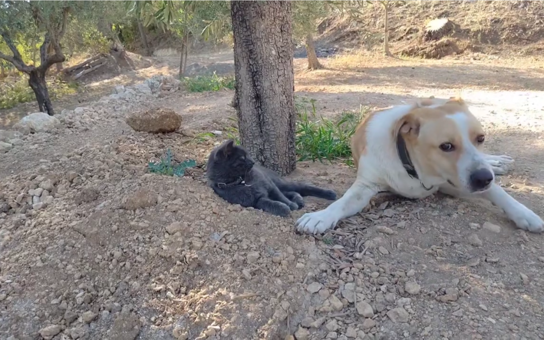 Cane ucciso a Racalmuto – LNDC denuncia questa esecuzione
