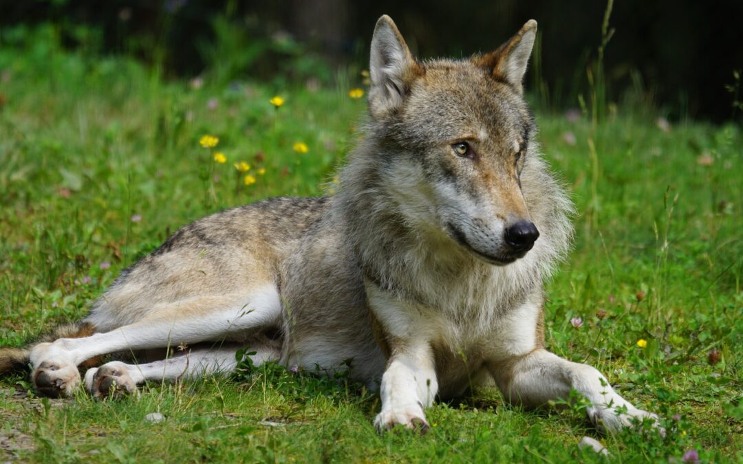 Lupo ucciso in Salento – LNDC denuncia la crudeltà e chiede giustizia