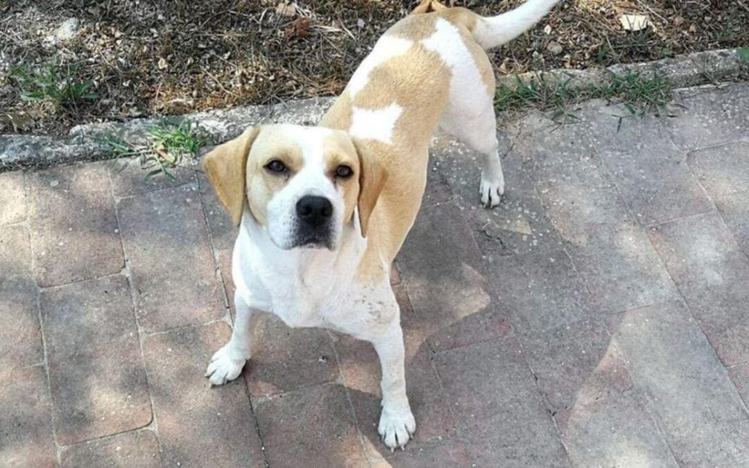 LNDC condanna l’atroce uccisione del beagle Toby e annuncia azioni legali