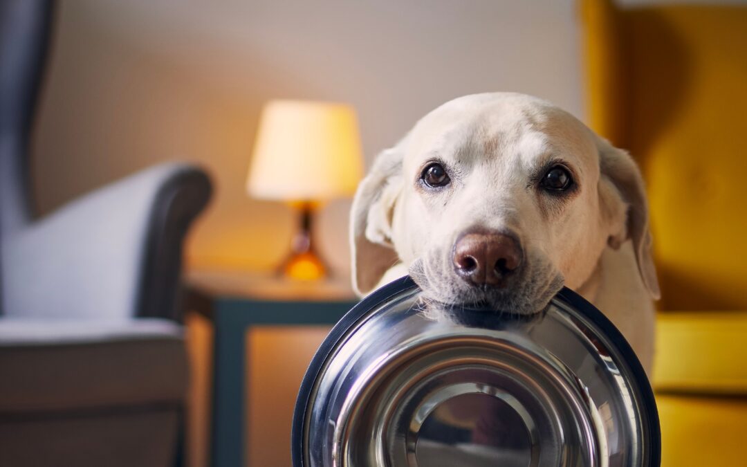 LNDC e Nutrix Più per i cani e i gatti anziani. Parte la campagna“Adotta un Nonno”