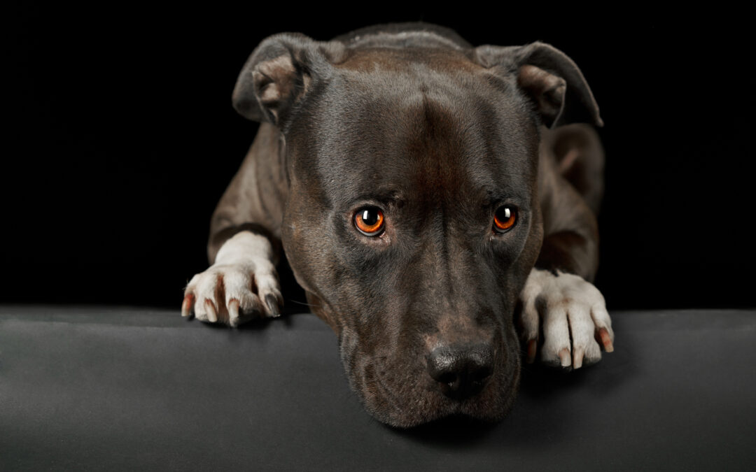 LNDC Animal Protection esprime sdegno per l’orribile episodio che ha portato alla morte di un cane a Terni e annuncia azioni legali