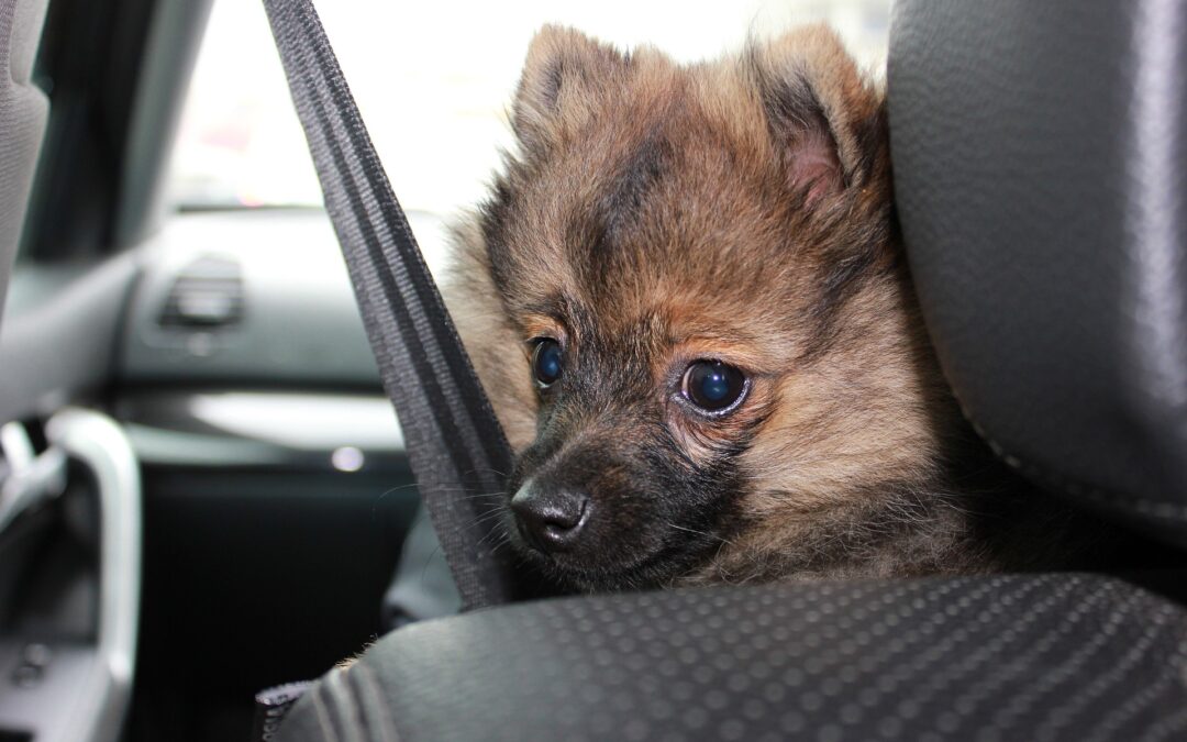 Sette cani stipati nei bagagli: LNDC presenta denuncia per maltrattamento