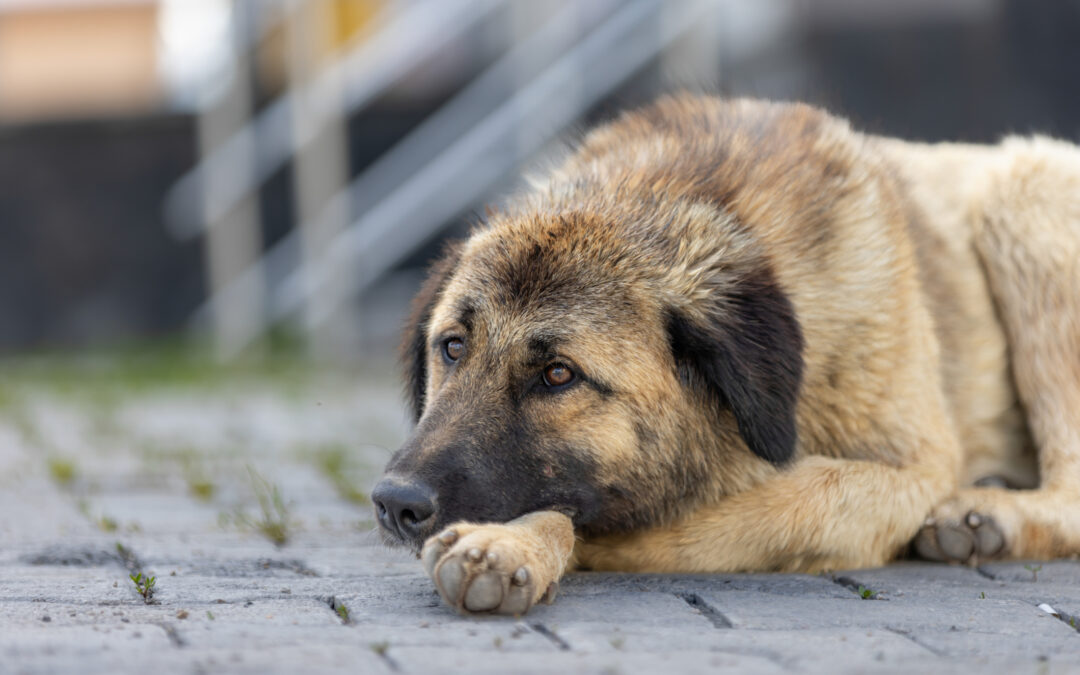 Orrore a Ceprano: due cani seviziati in pochi giorni. LNDC Animal Protection denuncia e chiede la collaborazione dei cittadini