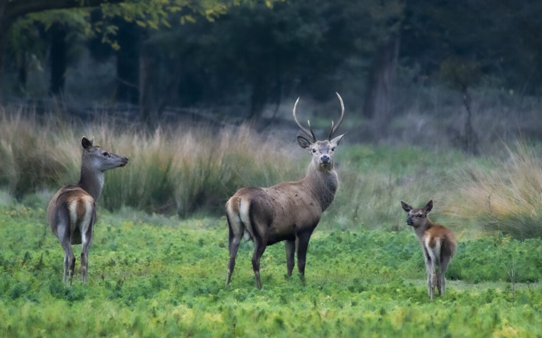 Consiglio di Stato accoglie ricorso LAV, LNDC Animal Protection e WWF e salva i cervi d’Abruzzo
