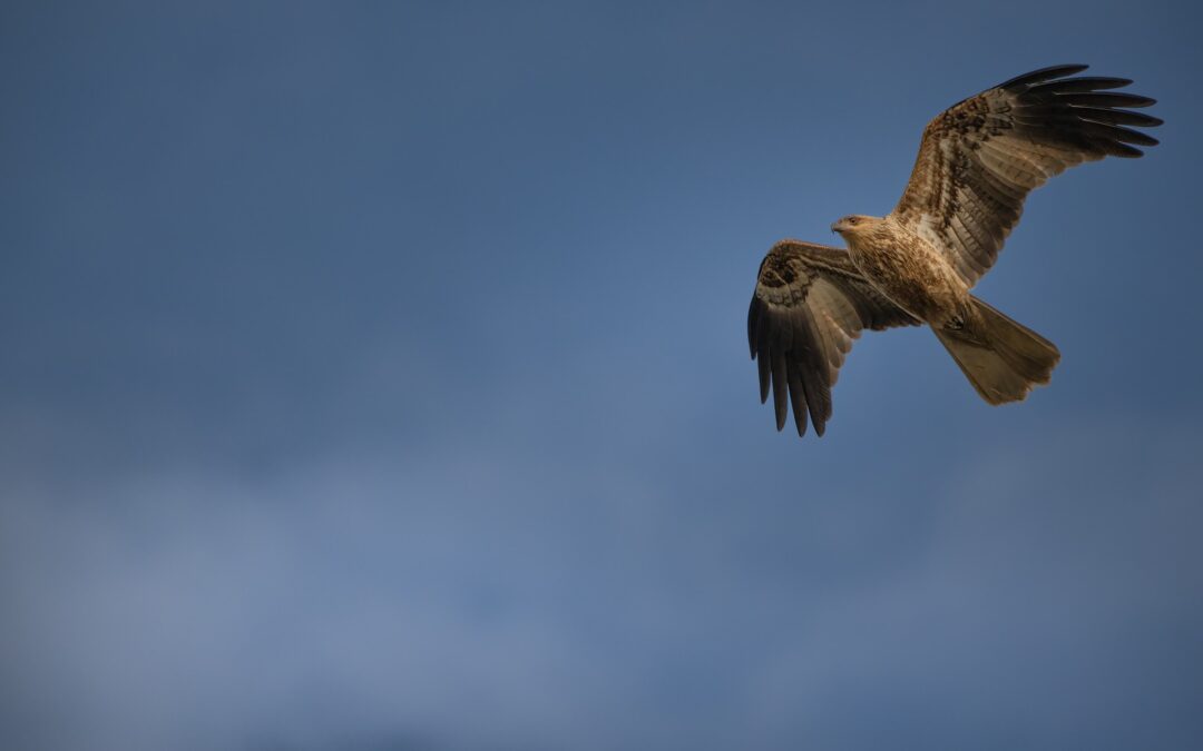 Il CRAS di Pescara chiude per mancanza di fondi. LNDC si appella alla Regione Abruzzo