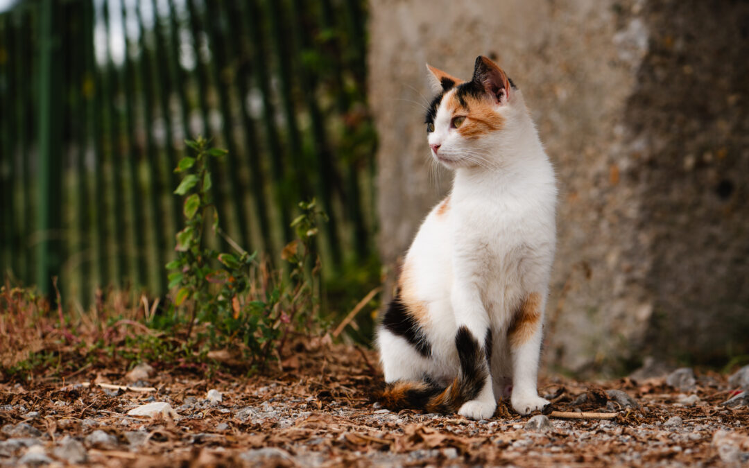 Allarme rapimenti di gatti a Roma Sud – LNDC chiede l’aiuto dei cittadini