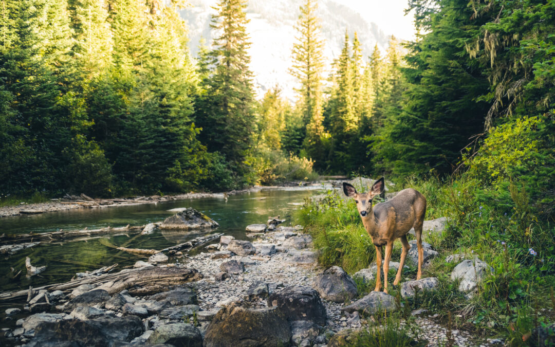 LNDC Animal Protection difende l’autonomia di ISPRA: “La gestione della fauna selvatica deve basarsi su dati scientifici, non su interessi politici”