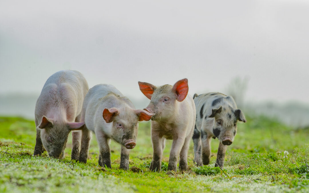 LNDC e Vita da Cani scrivono al commissario PSA per salvare i maialini di Pietracamela