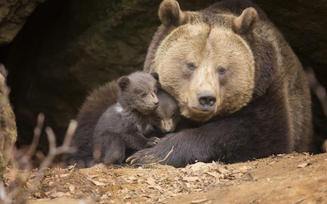 Nuova vittoria di LNDC Animal Protection, LAV e WWF al Consiglio Di Stato: l’orsa F36 non doveva essere uccisa