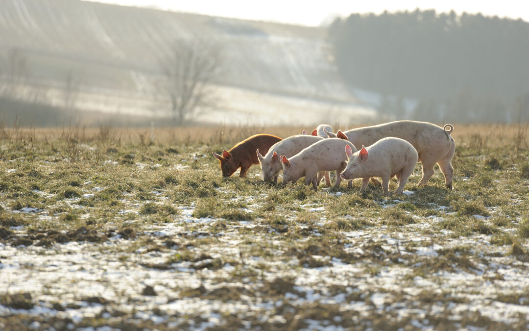 LNDC e Vita da Cani in difesa dei suini di Pietracamela