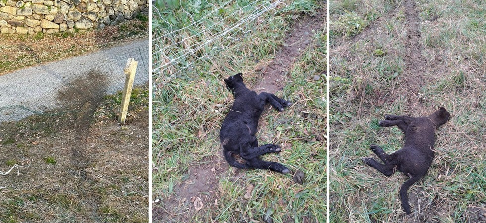 LNDC sporge denuncia per l’uccisione di agnelli in Valsugana