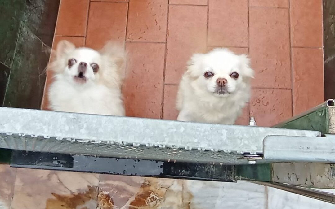 LNDC continua il suo impegno per l’allevamento di Trecastelli (AN)